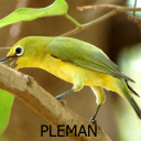 Kicau Burung Pleci Ngalas Ngerol