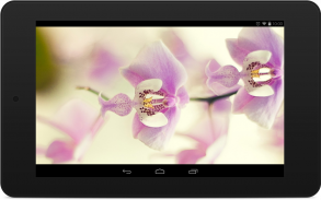 Orchid Wallpapers screenshot 7