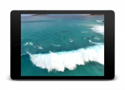 Dolphins Video Live Wallpaper screenshot 3