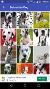 Dalmatian Dog HD Image screenshot 1