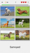 Dogs Quiz - Guess All Breeds! screenshot 4