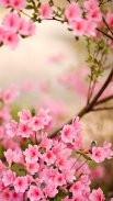 Spring Flowers Live Wallpaper screenshot 4