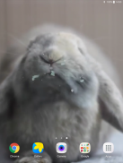 Rabbit Licks Your Screen LWP screenshot 8