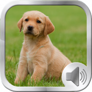 Dog Sounds Ringtones screenshot 2