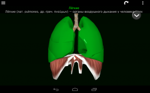 Внутренние органы в 3D (анатомия) screenshot 21