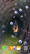 nhện hình nền sống screenshot 3