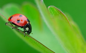 Ladybug Live Wallpaper screenshot 1