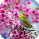 Sakura and Bird Live Wallpaper