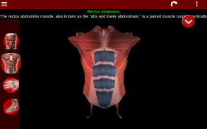 Muskulöses System in 3D (Anatomie). screenshot 1