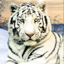 Wild weiße Tiger Dschungeljagd Icon