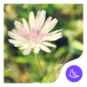 Daisy-APUS Launcher thème Icon