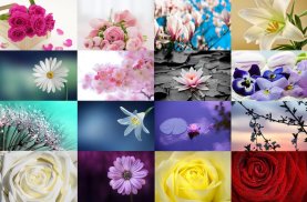 Flowers Timelapse Theme screenshot 10