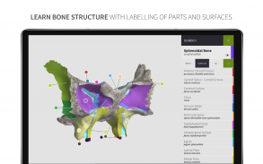 Anatomyka Skeleton screenshot 4