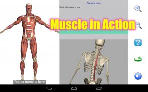 Visual Anatomy Lite screenshot 12