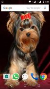 Yorkshire Terrier Dog Wallpape screenshot 3