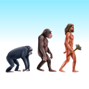 Human Evolution 3D