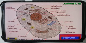 Label that Diagram - Cells screenshot 12