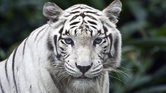 White Tiger Live Wallpaper (Backgrounds) screenshot 0