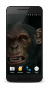 Talking Monkey Live Wallpaper screenshot 11