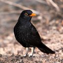 Blackbird singing