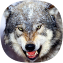 Wolf Ringtones Icon