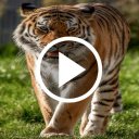 Tiger Video Live Wallpaper