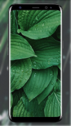 Tropical Leaves Wallpaper screenshot 6