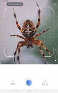 Picture Insect：撮ったら、判る-1秒昆虫図鑑 screenshot 8