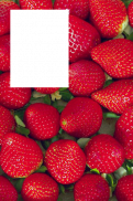 Berries Photo Frames HD - Red, Blue, Black Berries screenshot 3