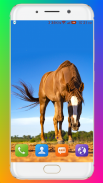 Horse Wallpaper HD screenshot 14