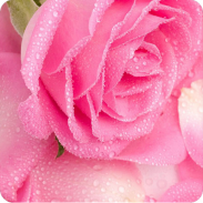 AppLock Theme Pink Rose screenshot 4