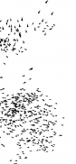 Boids 2D – flock simulation & live wallpaper screenshot 3
