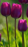 HD Purple Tulips Wallpaper screenshot 6