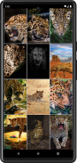 Leopard Wallpapers screenshot 1