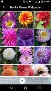 Dahlia Flower Wallpaper Hd screenshot 6