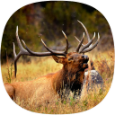 Elk Sounds