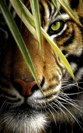 Tiger Live Wallpaper 140 Download Apk For Android Aptoide