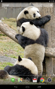 Pandas Adoráveis ​​viver Wallpaper screenshot 0