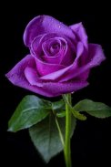 Amazing Flowers Images Gif Rose Stickers Wallpaper screenshot 5