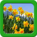 Narcissus Live Wallpapers Icon