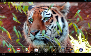 Tiger Live Wallpaper screenshot 2