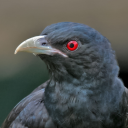 Asya koel sesleri