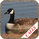 Goose hunting Calls - Baixar APK para Android | Aptoide