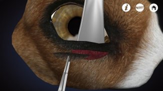 Ophthalmology in Dogs (Free) screenshot 0