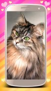 Cute cats live wallpaper screenshot 6