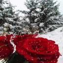 Winter Rose Live Wallpaper