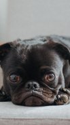 Pug Wallpaper: backgrounds hd screenshot 17