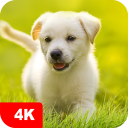 Fondos de pantalla perrito 4K icon