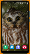 Owl HD Wallpaper screenshot 3