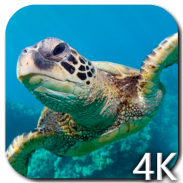 Turtle 4K Video Live Wallpaper screenshot 5